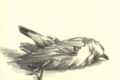 toter-vogel-zeichung-01-klein